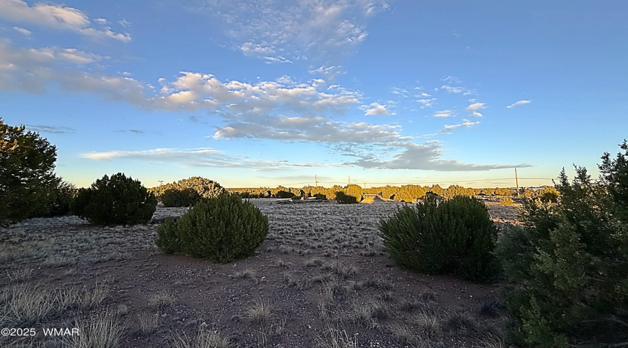 Pinon and Juniper