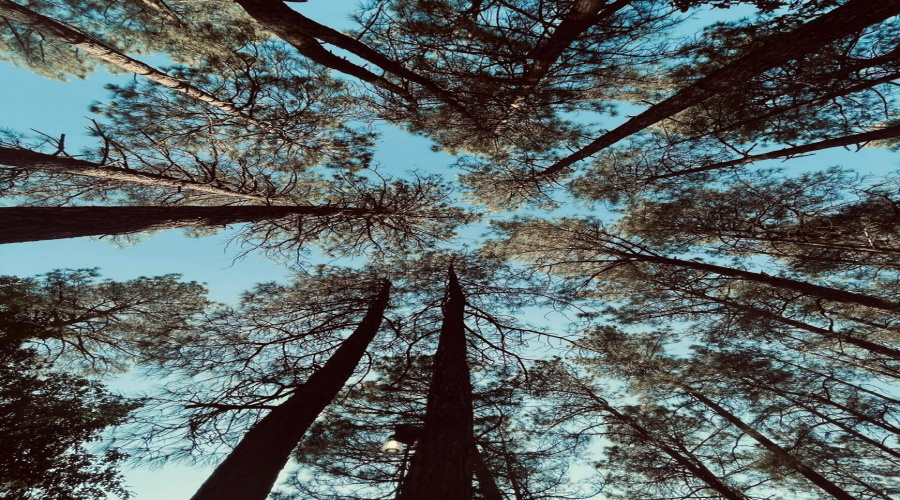 3637 trees