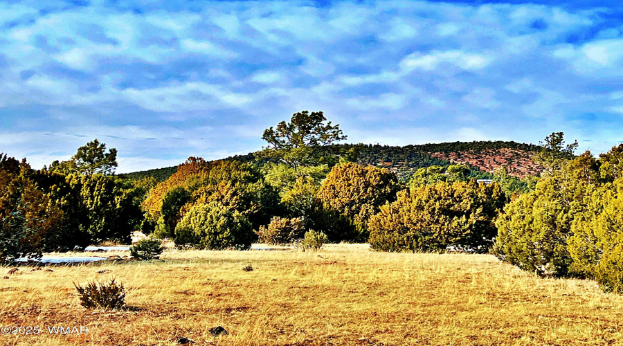 Juniper and pinon
