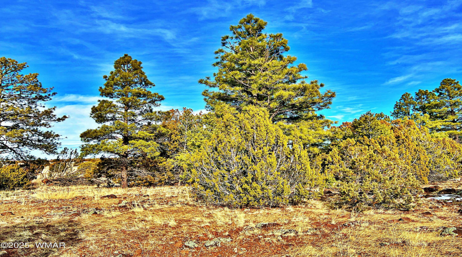 Beautifully treed
