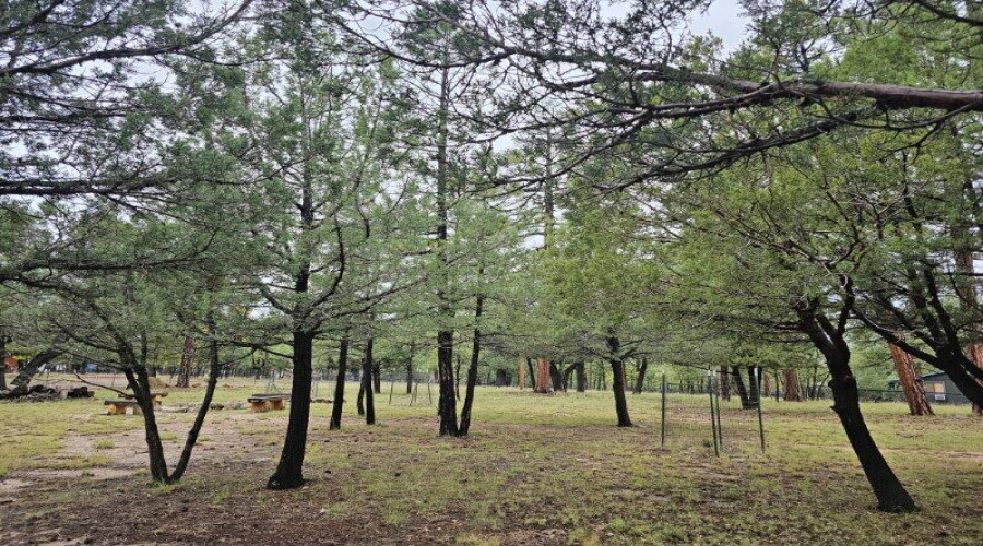 Heavily Treed