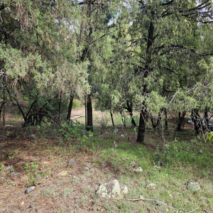 Whispering Pines Land