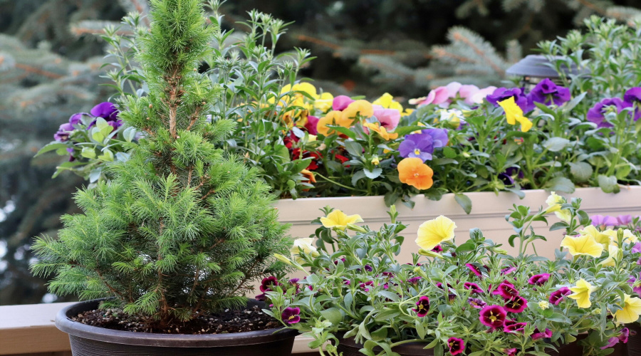 flowers on deck