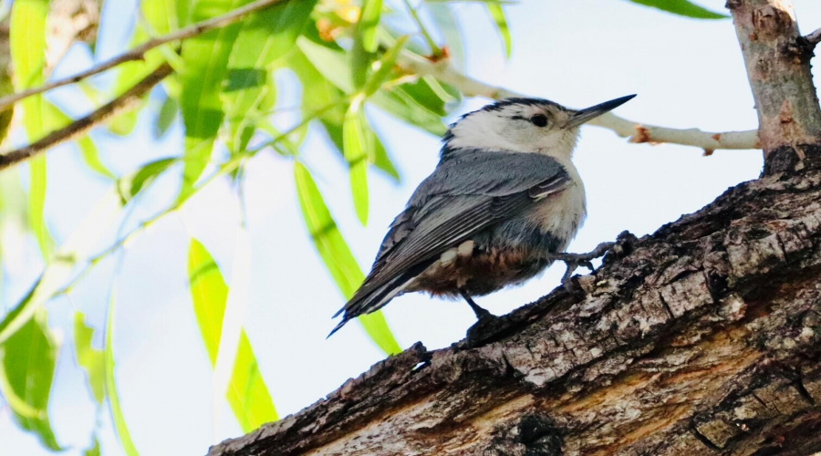 bird