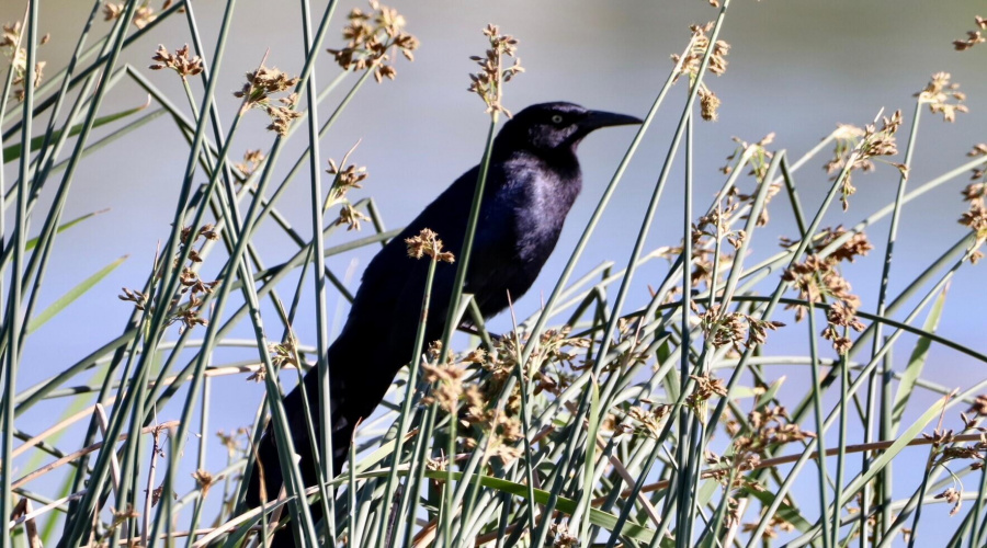 black bird