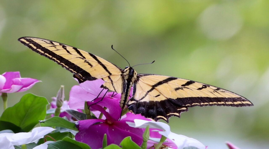 butterfly