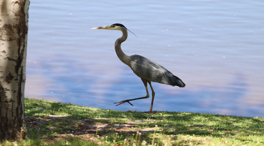 crane