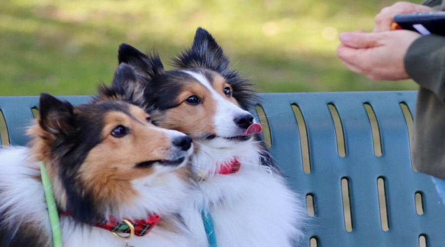 dogs