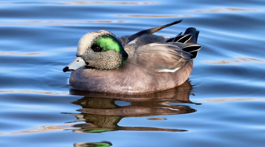 duck1