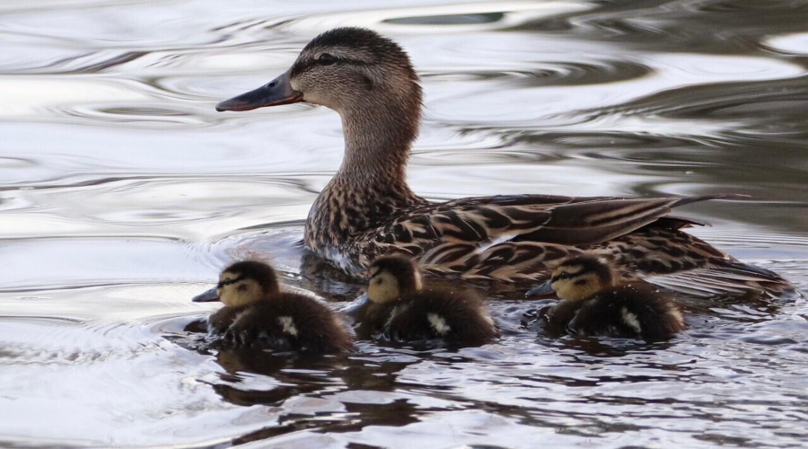 ducks