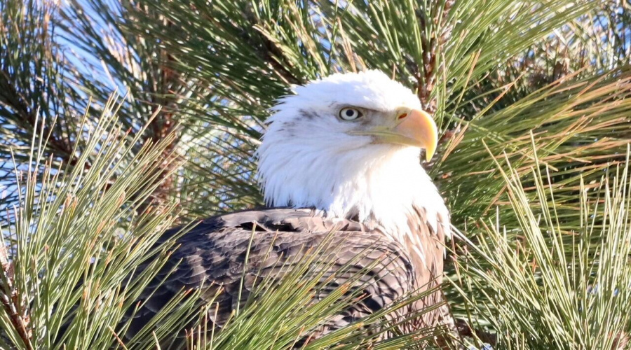 eagle