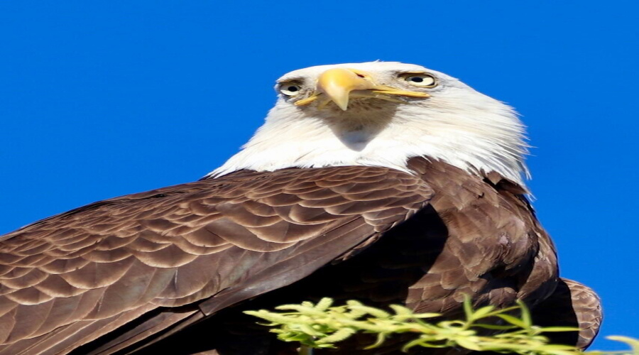 eagle2