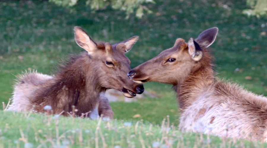 elk