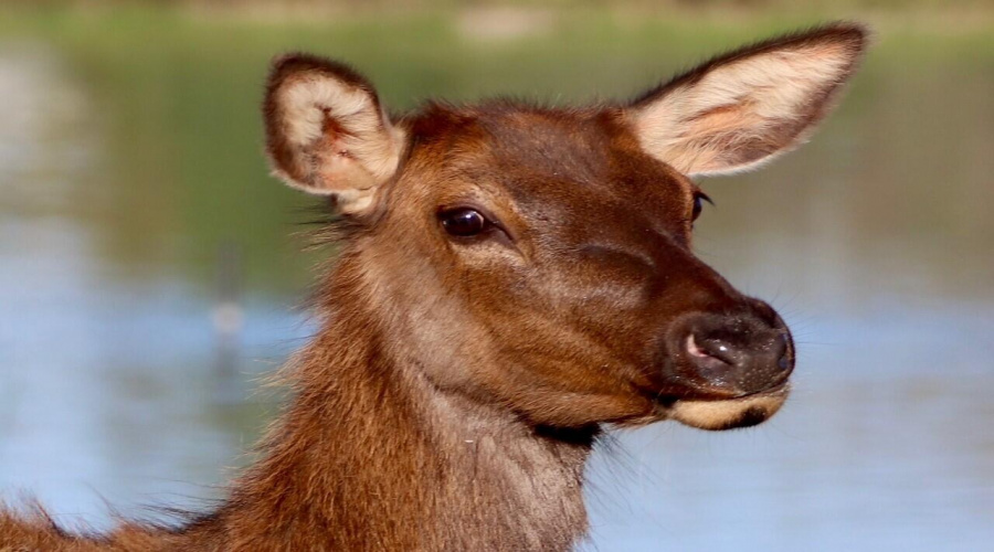 elk1