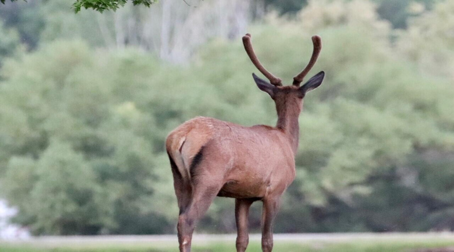 elk2