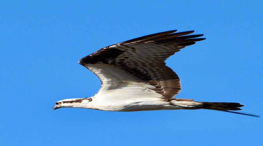 falcon flying