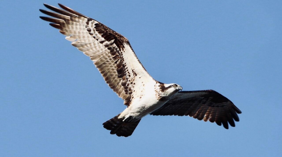 falcon