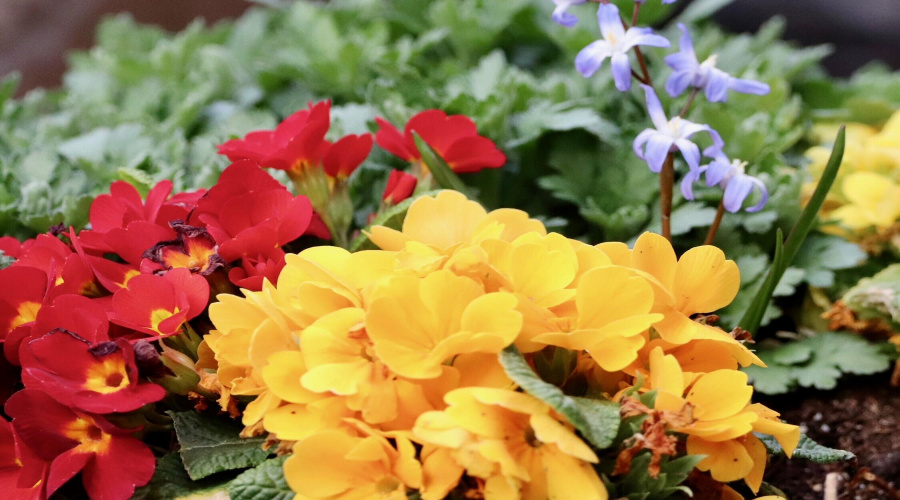 flowers2