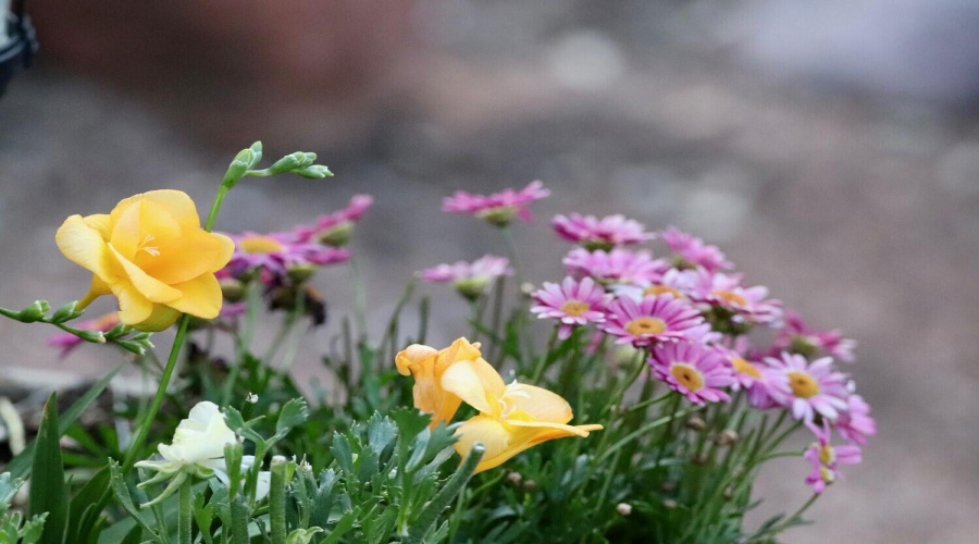 flowers3