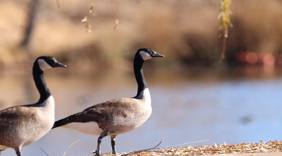 geese