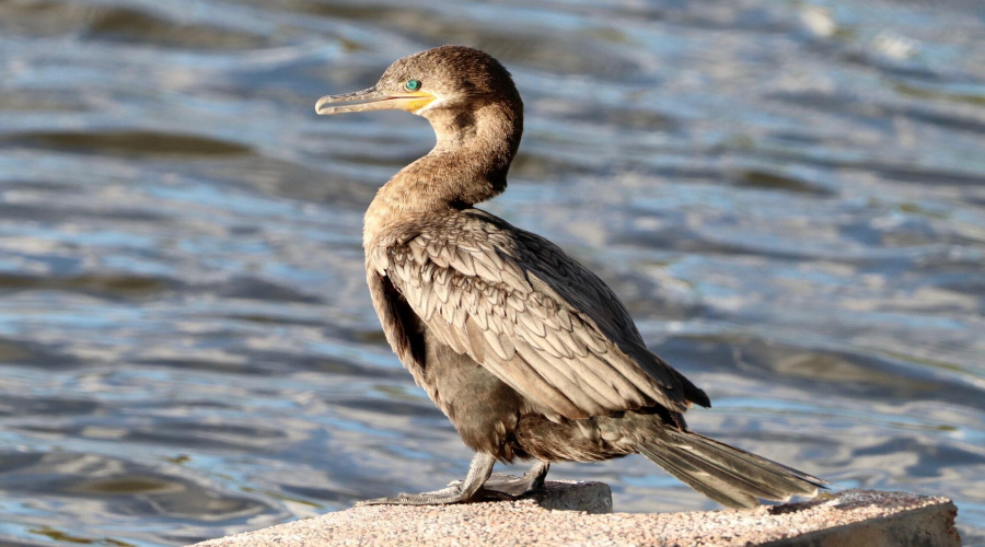 green eye duck