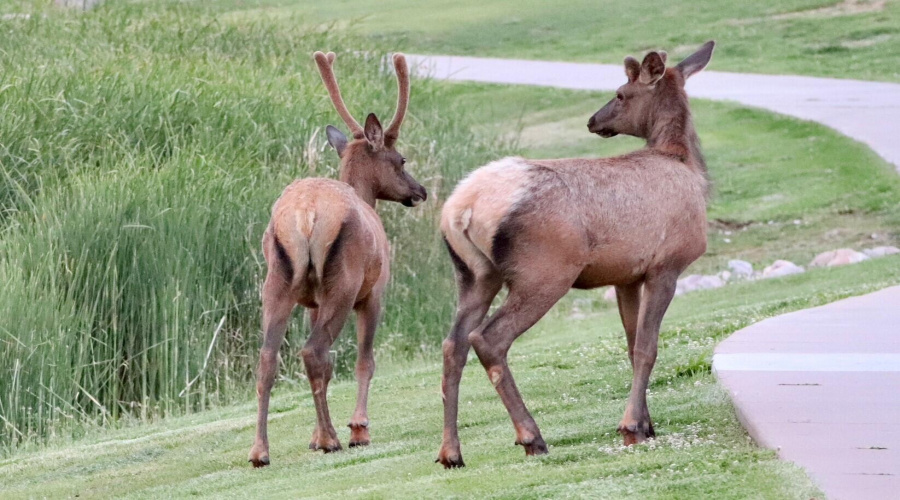 mama and baby elk