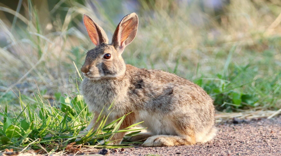 rabbit