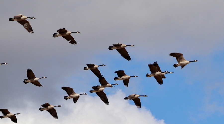 swans