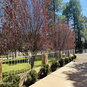 Frontyard Trees