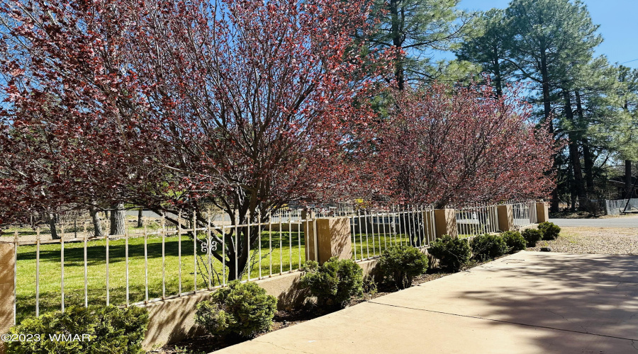 Frontyard Trees