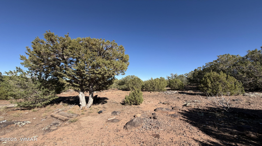 4 Pinon, Concho, AZ