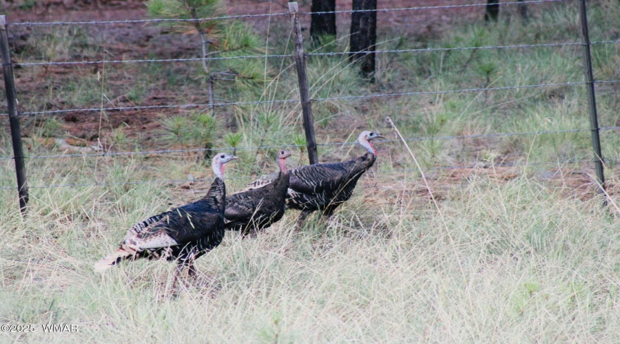 Wildlife