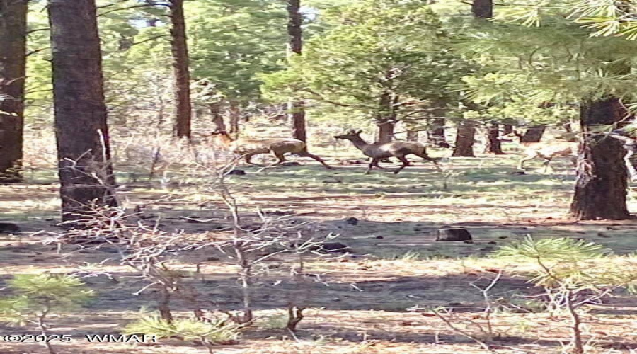 Wildlife