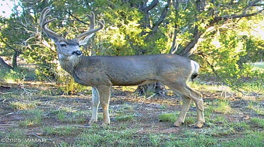 Wildlife