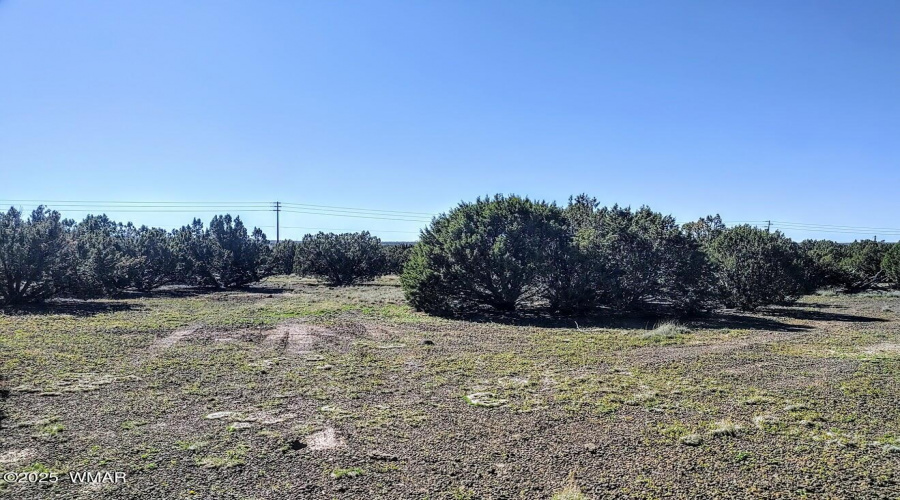 trees on property