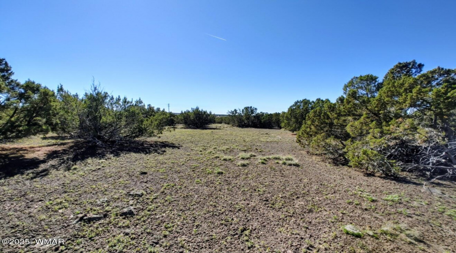 trees on property