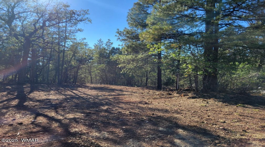Another View of the Lot