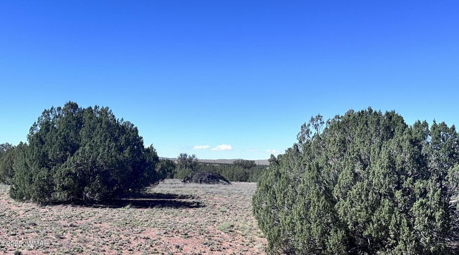 Open spaces between Juniper Trees