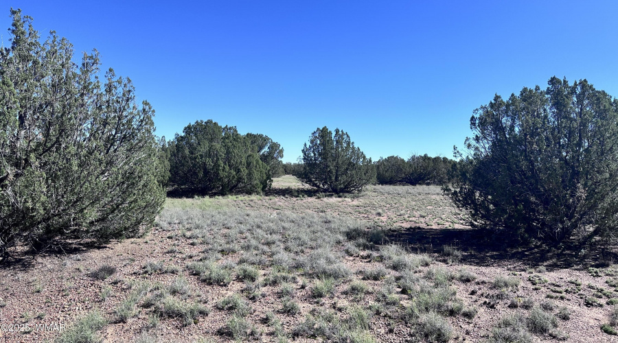 Open spaces between Juniper Trees