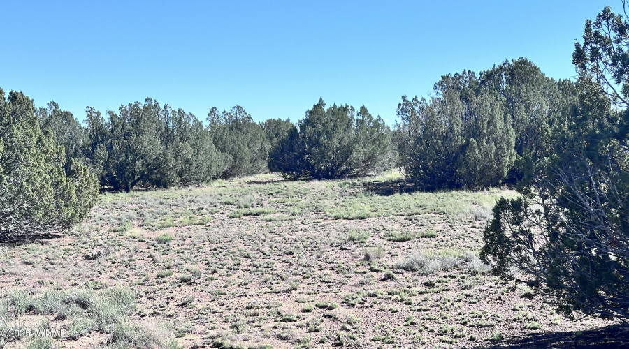 Open spaces between Juniper Trees