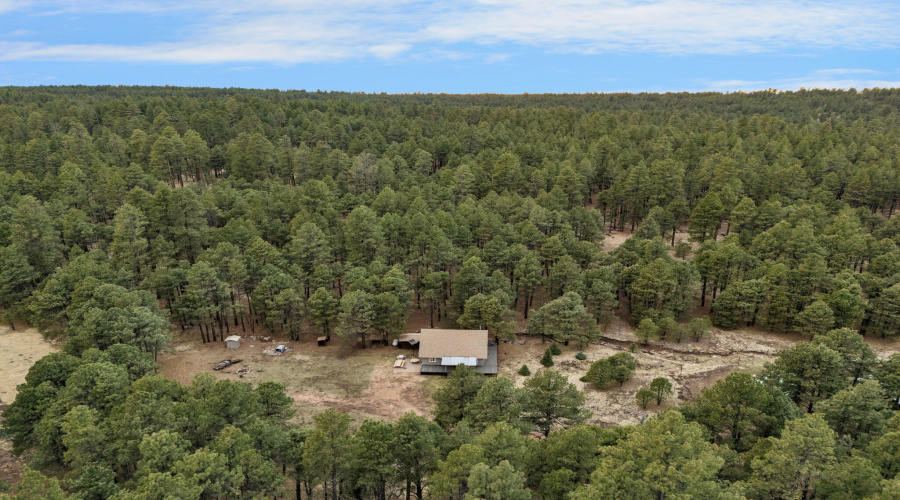 112-web-or-mls-Forest Drone-18