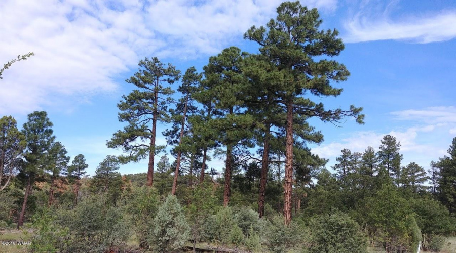 Tall Pines B
